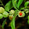 Unveiling the Power of Ashwagandha: A Herb with Remarkable Benefits