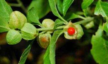 Unveiling the Power of Ashwagandha: A Herb with Remarkable Benefits